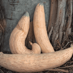 Three large curved tusks resting against a tree trunk.